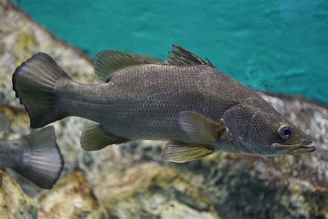 fish wide|These Are 12 of the Largest Freshwater Fish on Earth.